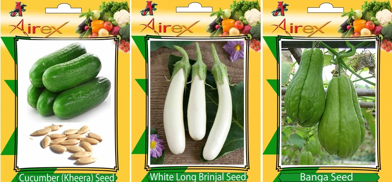 Airex Cucumber, Banga and White Long Brinjal Vegetables Seed (Pack Of 25 Seed Cucumber + 25 Banga + 25 White Long Brinjal Seed) Seed(25 per packet)