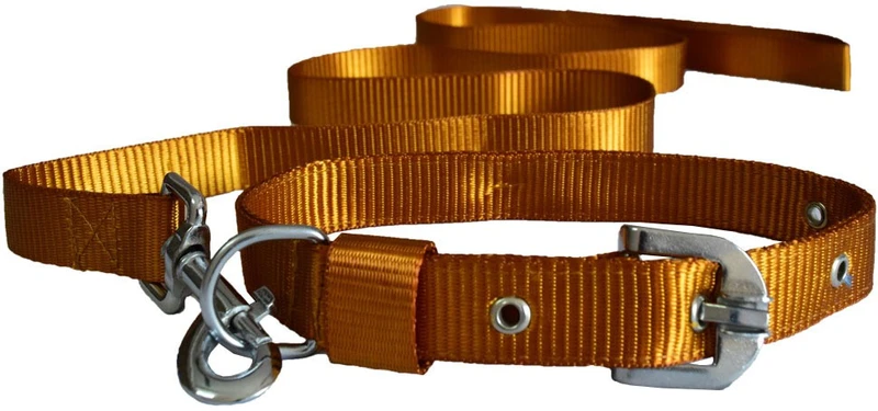 PAW ZONE Dog Collar & Leash(Small, Gold)