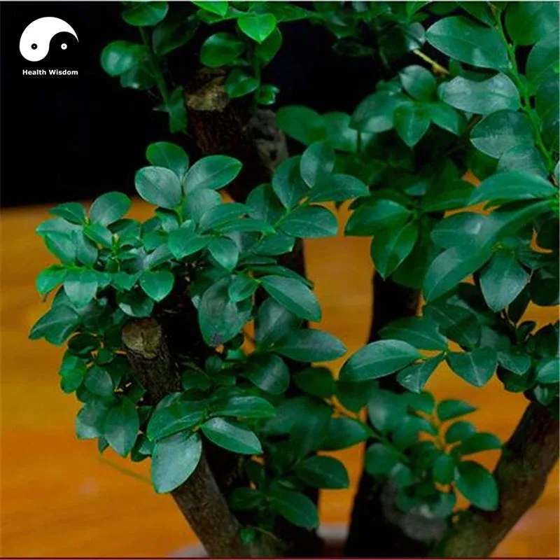 Vsquare Retail Indian Red Sandalwood Grow Rare Wood Aromatic Flowers Tree Seed(10 per packet)